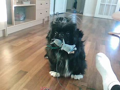 Pekingeser Vaks R.I.P billede 1