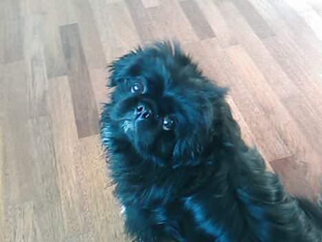 Pekingeser Vaks R.I.P billede 2