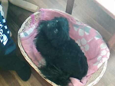 Pekingeser Vaks R.I.P billede 3