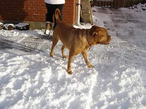 Dogue de bordeaux Basco billede 10