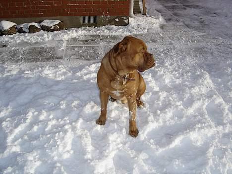 Dogue de bordeaux Basco billede 11