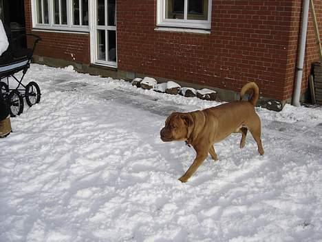 Dogue de bordeaux Basco billede 12