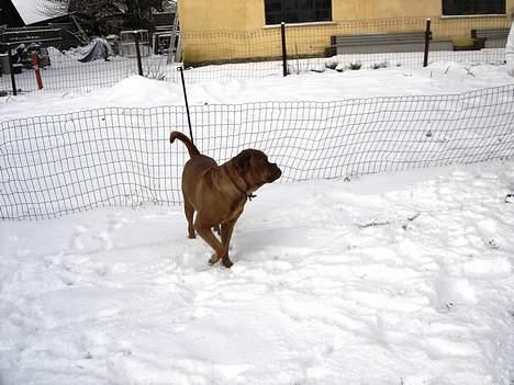 Dogue de bordeaux Basco billede 13