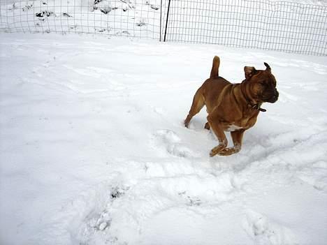 Dogue de bordeaux Basco billede 14