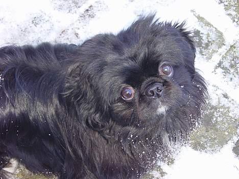 Pekingeser Vaks R.I.P billede 4