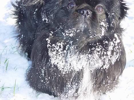 Pekingeser Vaks R.I.P billede 5