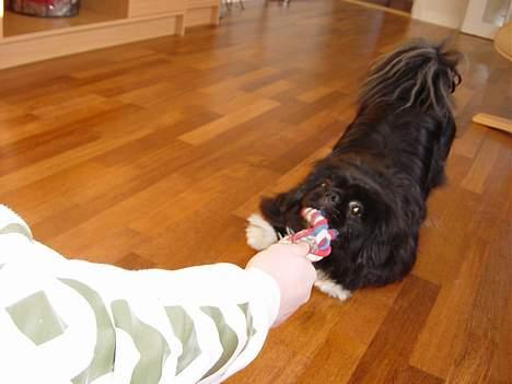 Pekingeser Vaks R.I.P billede 6