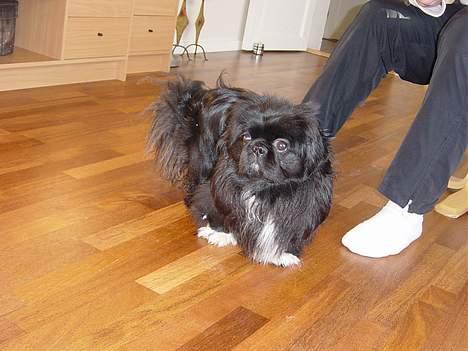 Pekingeser Vaks R.I.P billede 7