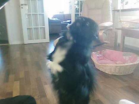 Pekingeser Vaks R.I.P billede 8