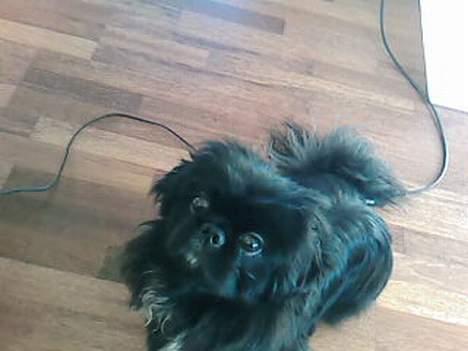 Pekingeser Vaks R.I.P billede 9