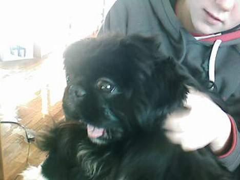 Pekingeser Vaks R.I.P billede 10
