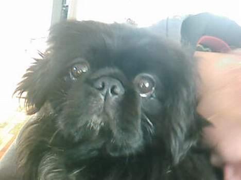 Pekingeser Vaks R.I.P billede 11