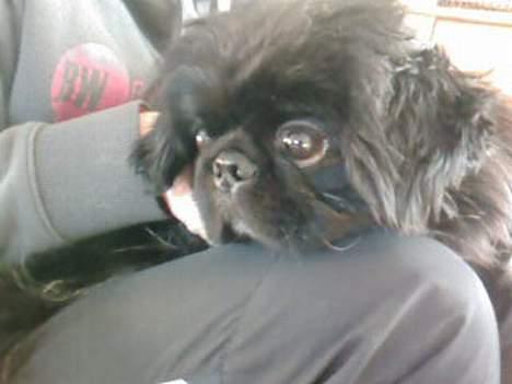 Pekingeser Vaks R.I.P billede 12