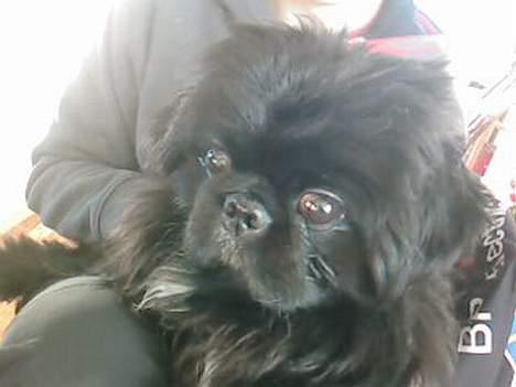 Pekingeser Vaks R.I.P billede 13