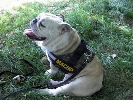 Engelsk bulldog Eddy billede 11