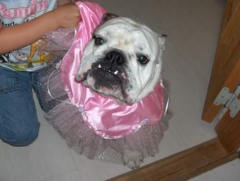 Engelsk bulldog Eddy billede 12