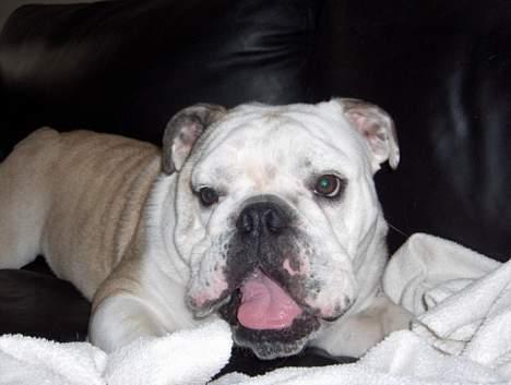 Engelsk bulldog Eddy billede 13