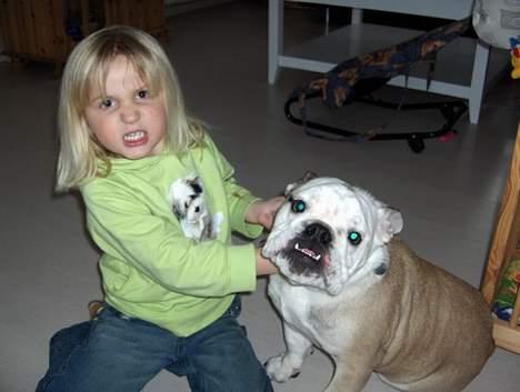 Engelsk bulldog Eddy billede 14