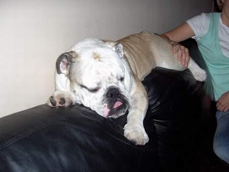 Engelsk bulldog Eddy billede 15