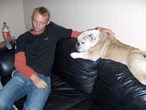 Engelsk bulldog Eddy billede 16