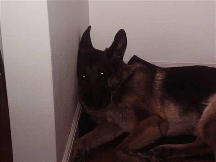 Schæferhund Freja  billede 8