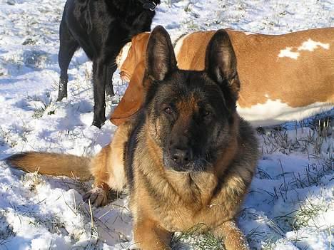 Schæferhund Freja  billede 9