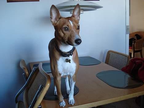 Basenji Chico billede 1