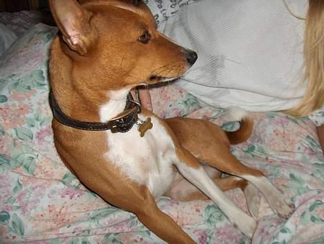 Basenji Chico billede 3