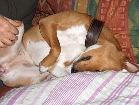 Basenji Chico billede 5