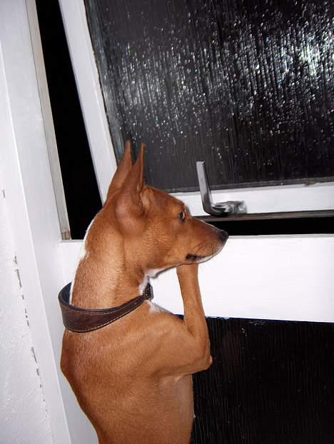 Basenji Chico billede 6