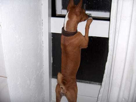 Basenji Chico billede 7