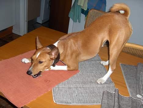 Basenji Chico billede 8