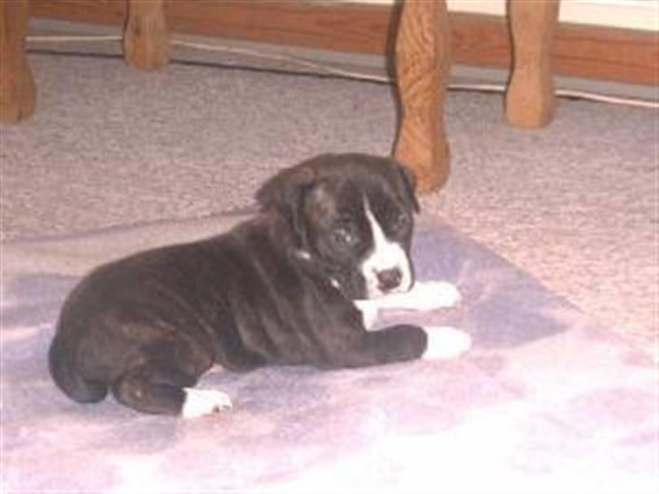 Amerikansk staffordshire terrier Jack (2004-2017)  - baby jack billede 10