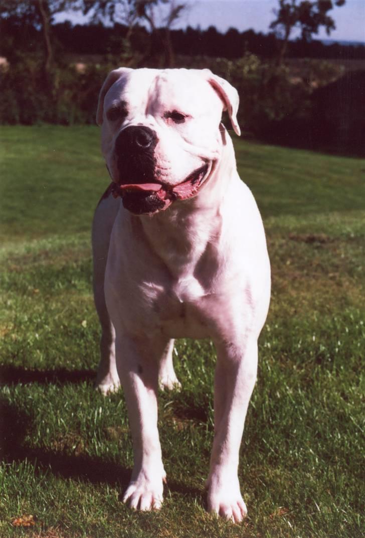 Amerikansk bulldog sonneholts rommel(don) billede 1