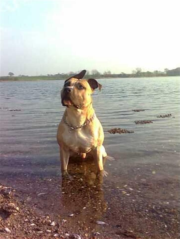 Amerikansk staffordshire terrier Eddie (2005-2018) - smukke dreng billede 10