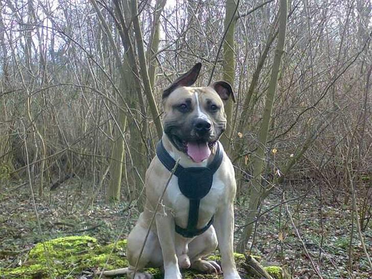 Amerikansk staffordshire terrier Eddie (2005-2018) - i skoven billede 11