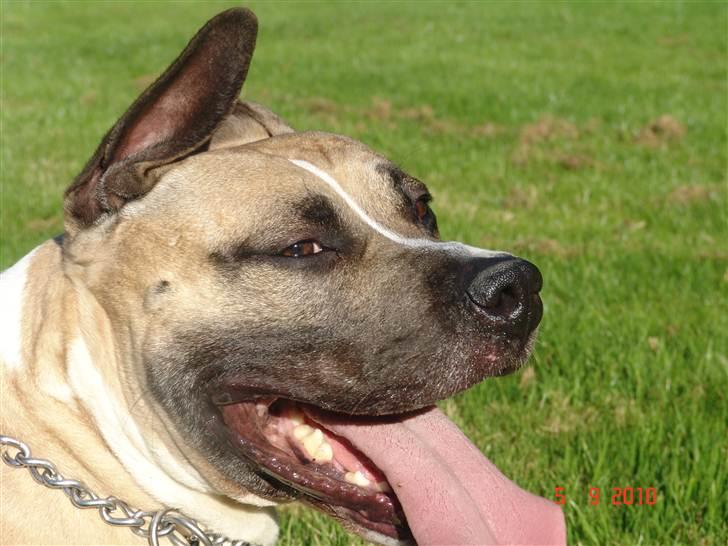 Amerikansk staffordshire terrier Eddie (2005-2018) billede 12