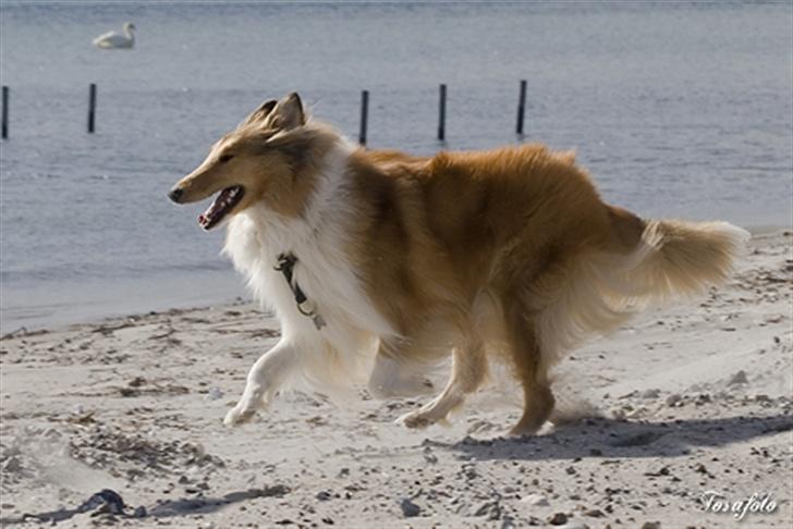 Collie langhåret Honey - 1½ år billede 4