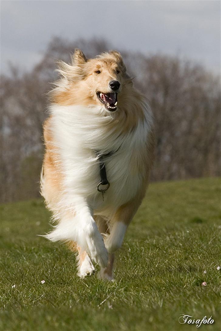 Collie langhåret Honey billede 5