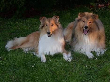 Collie langhåret Honey - to hunde i fællesdæk - 1 år gamle billede 6