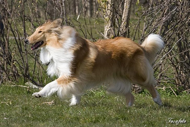Collie langhåret Honey - 1½ år billede 7