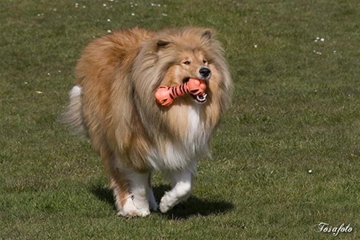 Collie langhåret Gimli - Gimli 1½ år  billede 7