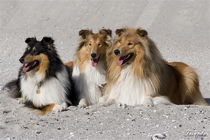 Collie langhåret Gimli - Gimli, Andrea og Honey billede 8