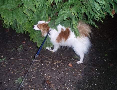 Papillon Jojo - Lige ude at gå tur :-) billede 3