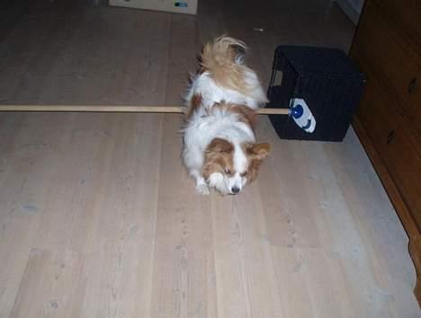 Papillon Jojo - Jeg er en vaske ægte cirkushund ;-). billede 4