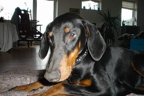 Dobermann Sille R.I.P  22-07-2008 billede 8