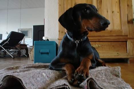 Dobermann Sille R.I.P  22-07-2008 billede 9