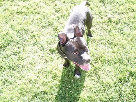 Amerikansk staffordshire terrier ..OZZY.. billede 15