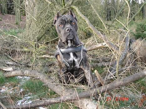 Cane corso xenia - xenia 11 måneder... se mig mor hvor fin jeg er billede 14