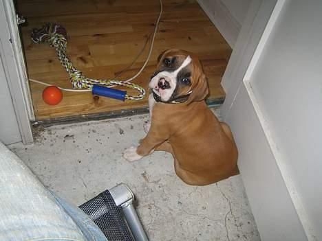 Amerikansk staffordshire terrier Gonzo billede 7